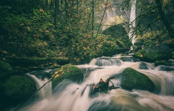 Картинка осень, лес, камни, водопад, мох, Орегон, речка, Oregon
