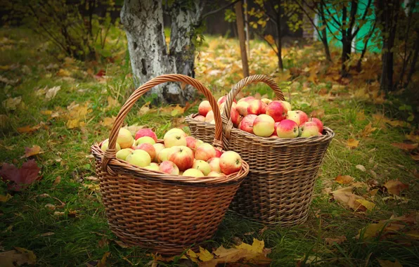 Осень, яблоки, сад, корзины
