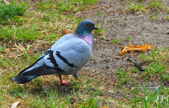Bird, fly, pigeon
