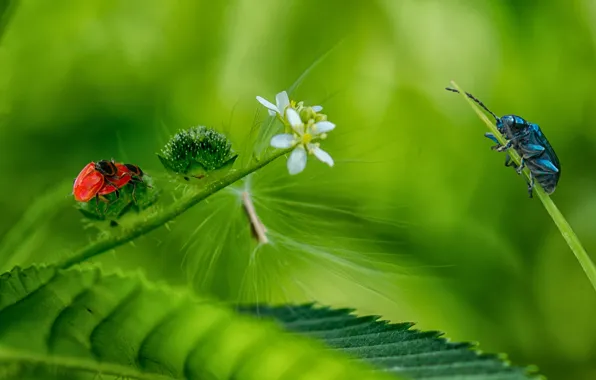 Картинка лес, цветок, трава, листья, насекомые, природа, жук