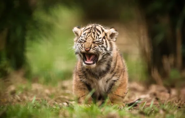 Картинка кошка, тигр, тигренок, суматранский