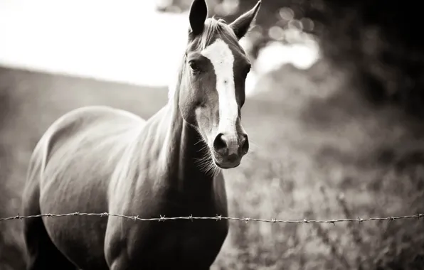 Картинка лошадь, преданная, хозяина, ждёт, Waiting you
