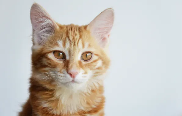 Кошка, кошки, котенок, рыжий, kitten, cat, cute, курильский бобтейл