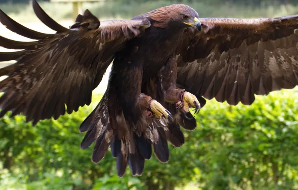 Bird, animal, Golden Eagle, golden eagle, coller