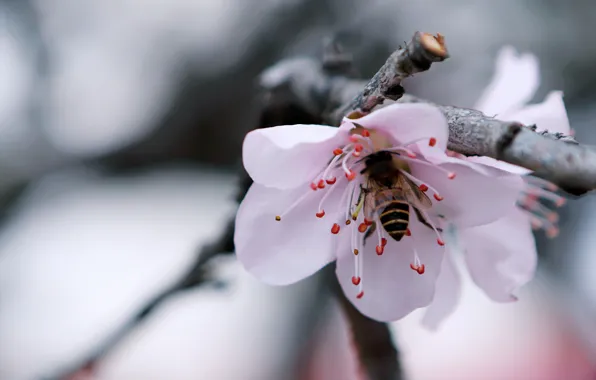 Цветы, Цветок, Растение, Растения, Flower, Flowers, Color, Насекомое