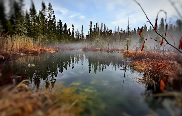 Картинка лес, трава, пейзаж, природа, туман, озеро, Канада, травы