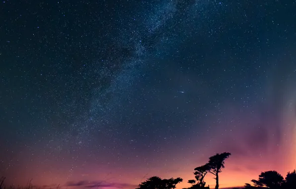 Картинка космос, звезды, деревья, ночь, млечный путь