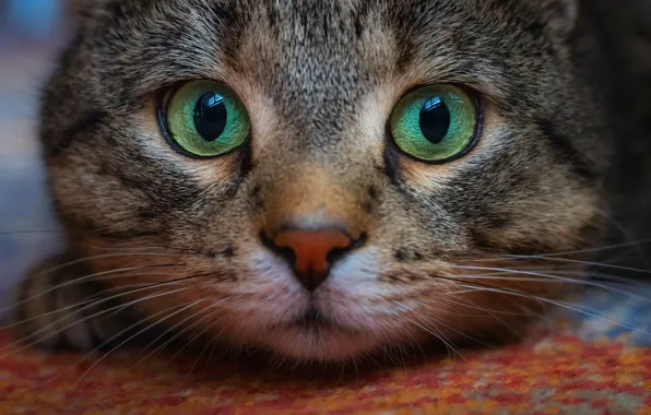 Картинка кот, взгляд, мордочка, котэ, глазища, котейка