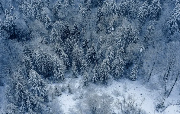 Зима, лес, снег