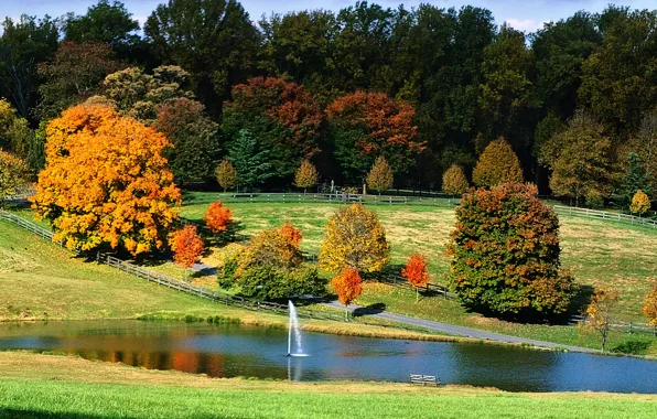 Картинка поле, осень, лес, деревья, пруд, Природа, фонтан, trees