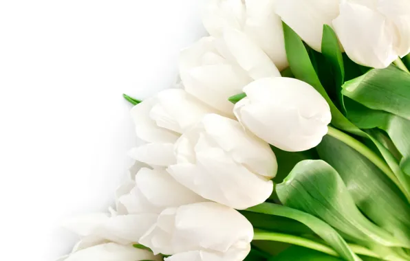 Картинка листья, цветы, яркие, красота, лепестки, тюльпаны, white, белые