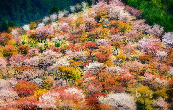 Вишня, весна, Япония, сакура, гора Ёсино, префектура Нара