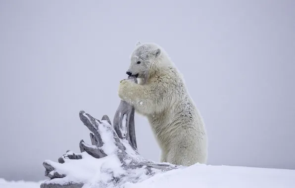 Зима, снег, медведь, Аляска, медвежонок, коряга, детёныш, белый медведь