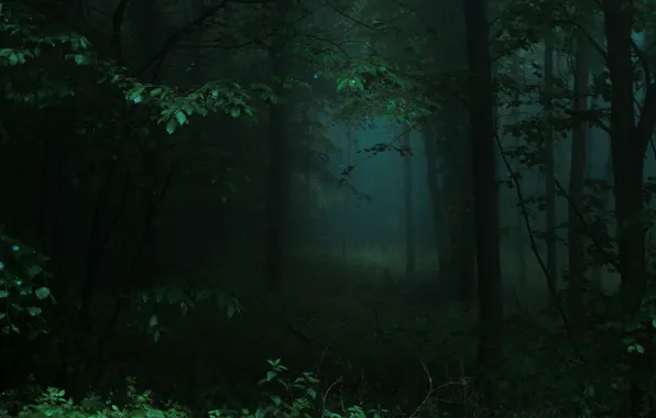 Картинка лес, деревья, природа, туман, Германия, Deutschland, Nordrhein-Westfalen, Rheinbach