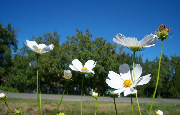 Лето, цветы, белая, космея, Meduzanol ©
