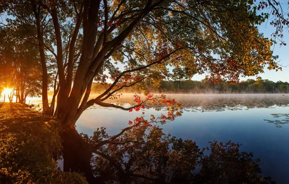 Осень, лес, деревья, озеро, утро, дымка