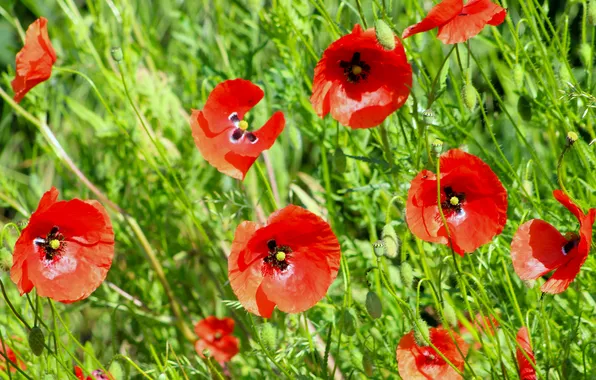 Red, flower, poppy