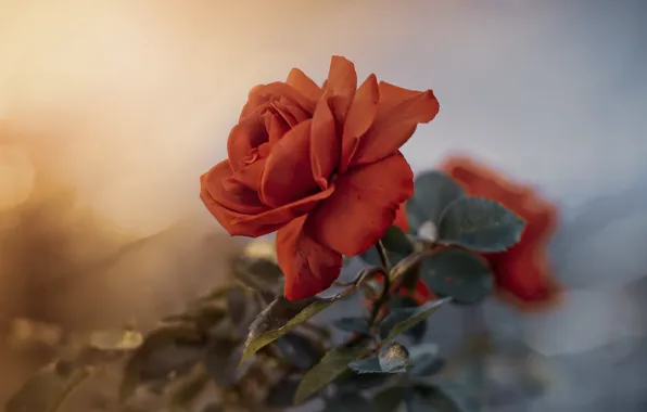 Картинка цветок, природа, роза