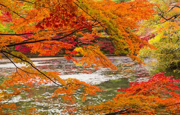 Осень, лес, листья, деревья, река