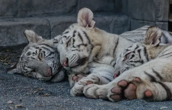 Картинка кошка, отдых, сон, котята, белый тигр, тигрята, тигрёнок, детёныши