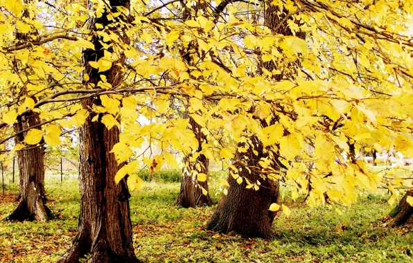 Картинка осень, деревья, природа