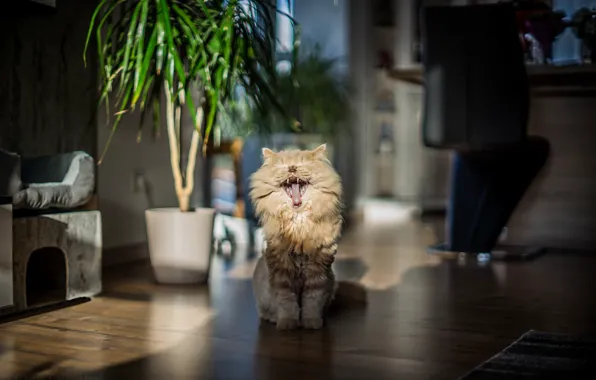 Картинка кошка, дом, пасть, I'm a lion... rawr