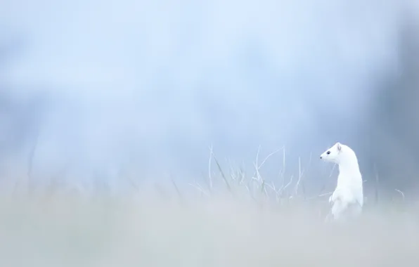 Белый, трава, взгляд, природа, фон, поляна, размытие, мордочка