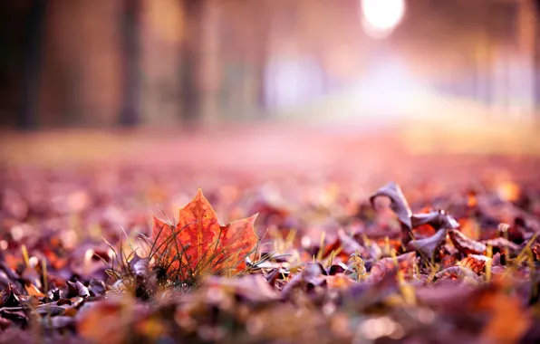 Картинка осень, листья, макро, widescreen, обои, размытие, красиво, листик