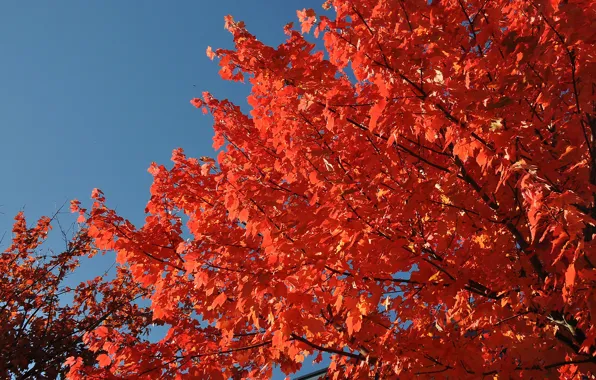 Картинка фото, Красный, Природа, Осень, Листья, Ветки, Клён