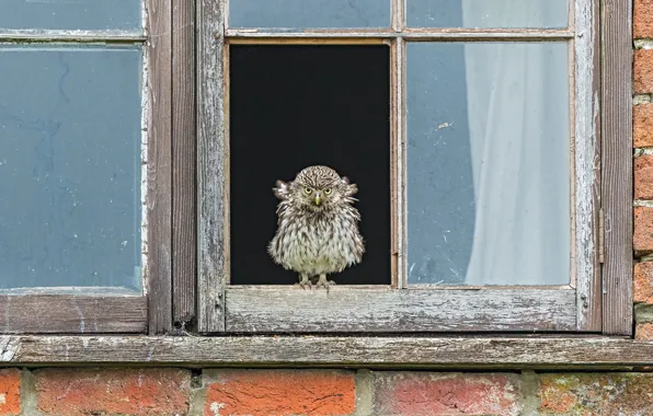 Картинка дом, птица, окно