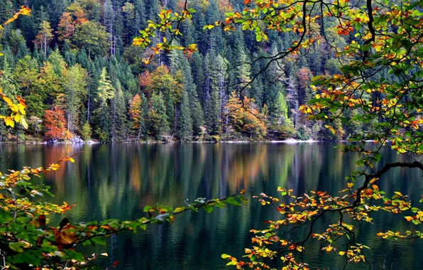 Картинка осень, лес, листья, деревья, река, ветка, склон