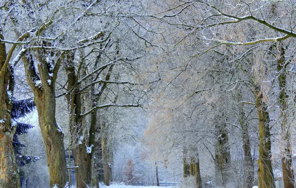 Картинка зима, иней, снег, деревья, аллея