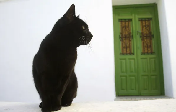 Кошка, дом, улица, дверь, черный кот