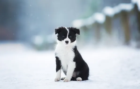 Зима, взгляд, снег, друг, собака