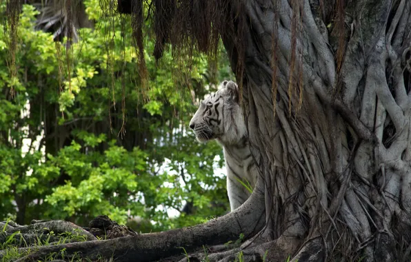 Картинка природа, тигр, дерево