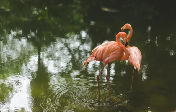 Картинка вода, птицы, фламинго