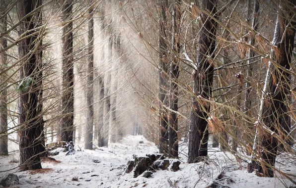 Картинка лес, природа, туман