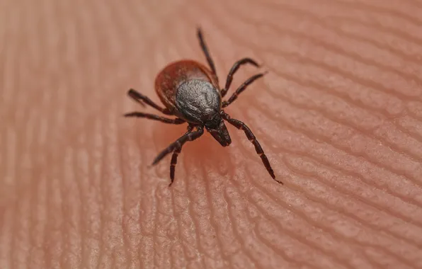 Insect, skin, tick