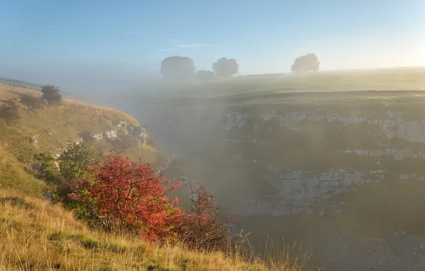 Картинка осень, трава, пейзаж, туман, дерево, овраг