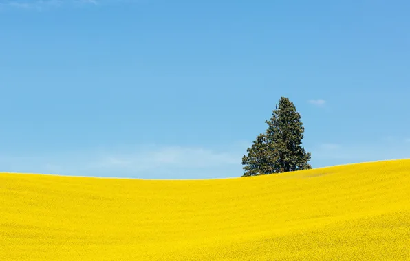 Картинка поле, небо, цветы, дерево, холмы, Вашингтон, США