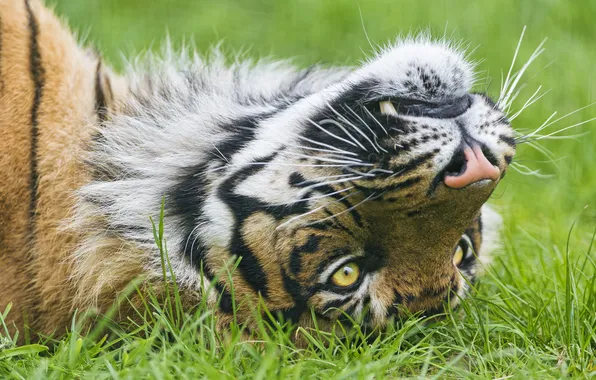 Картинка трава, взгляд, морда, тигр, ©Tambako The Jaguar, суматранский