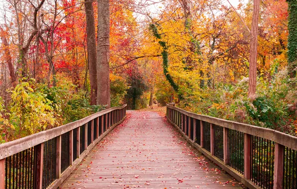 Картинка beautiful, pathway, wooden, breathtaking, going, colorf