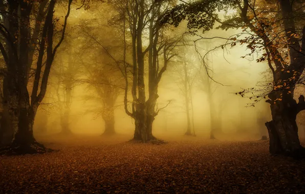 Картинка осень, лес, деревья, туман, листва