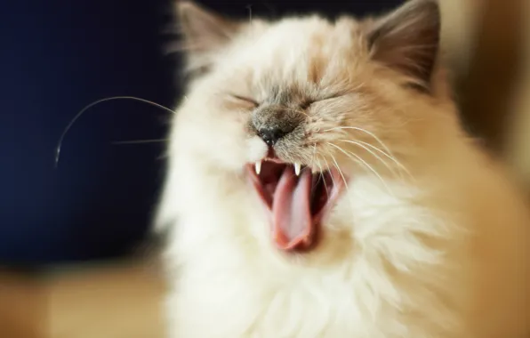 Картинка кошка, усы, морда, пасть, мех, зевает
