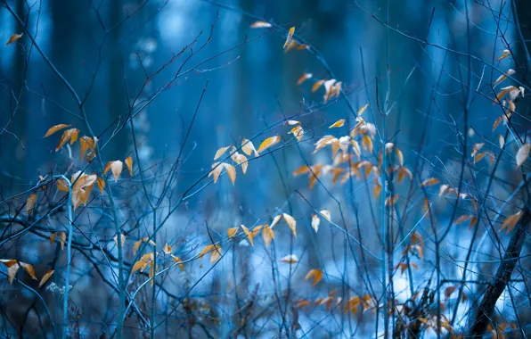 Картинка лес, природа, фон