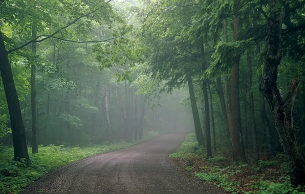 Картинка дорога, лес, туман