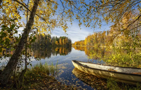 Осень, лес, небо, трава, свет, ветки, озеро, пруд