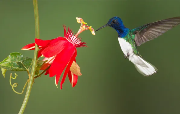 Цветок, птица, колибри, flower, bird, Macro, hummingbird