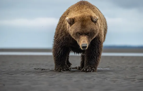 Картинка Взгляд, Медведь, Хищник, Зверь, Гризли, Бурый медведь