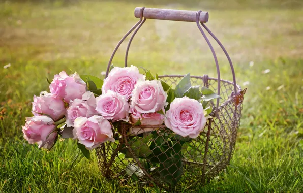 Rose, sunset, pink, flowers, roses, basket